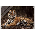 The Tiger — Acrylic Gallery Print — alternate view 2 of 8