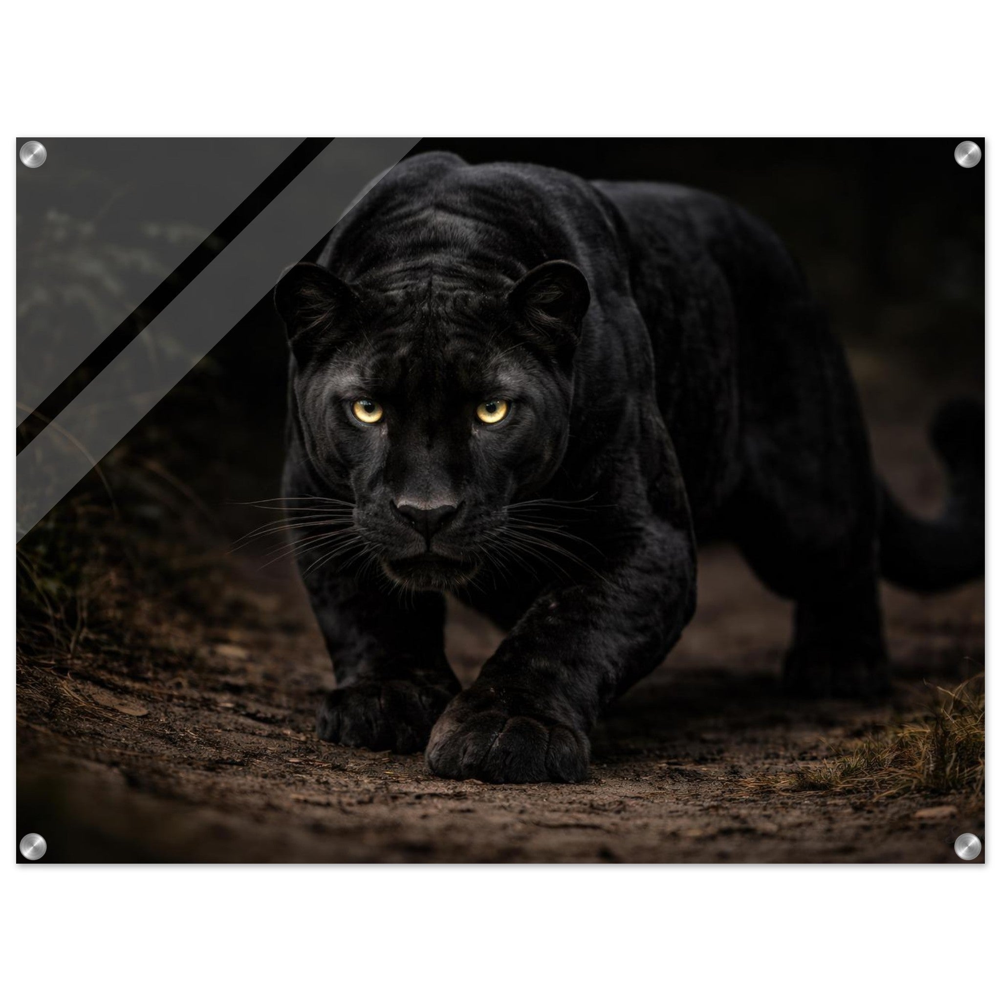 The Panther — Acrylic Gallery Print — alternate view 1 of 8