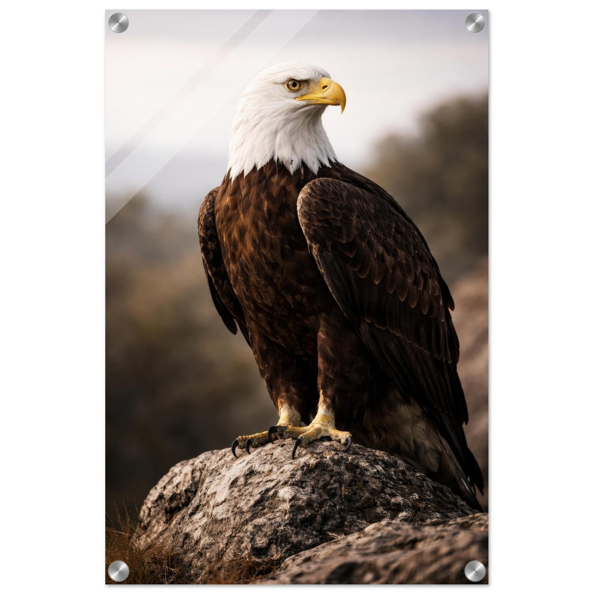 The Eagle — Acrylic Gallery Print — alternate view 2 of 7