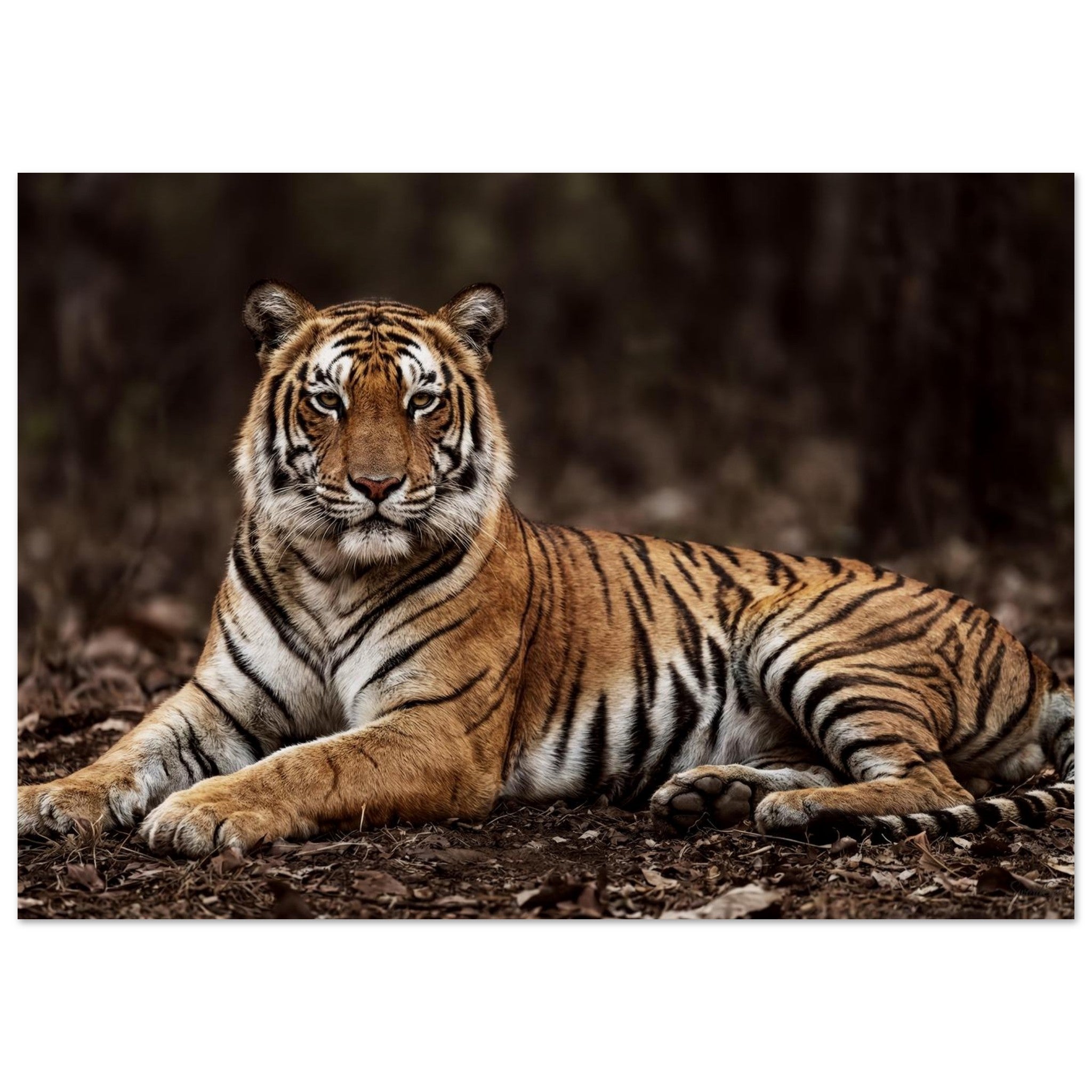 The Tiger — Unframed Fine Art Print — alternate view 1 of 7