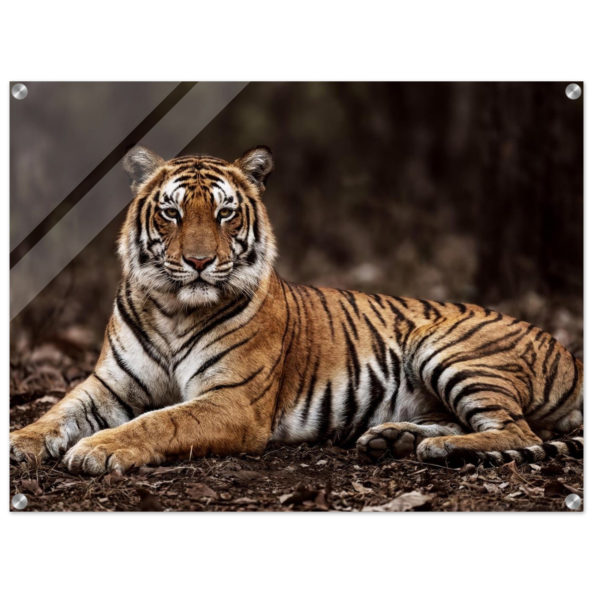 The Tiger — Acrylic Gallery Print — alternate view 1 of 8