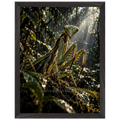 Praying Mantis in a premium black wooden frame, 30 × 40 cm — protected artwork preview