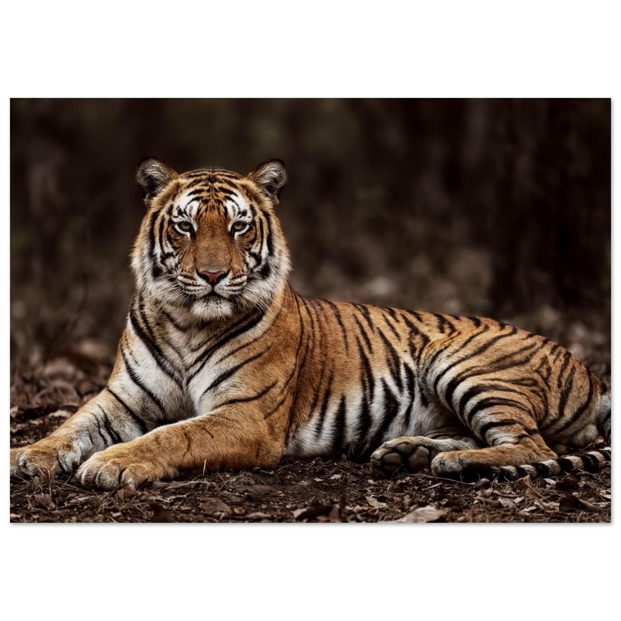 The Tiger — Unframed Fine Art Print — alternate view 2 of 7
