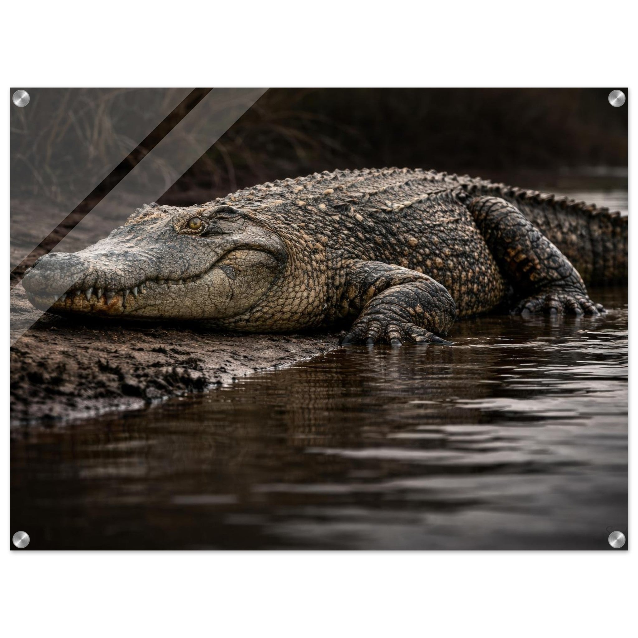 The Crocodile - Acrylic Gallery Print — alternate view 1 of 8