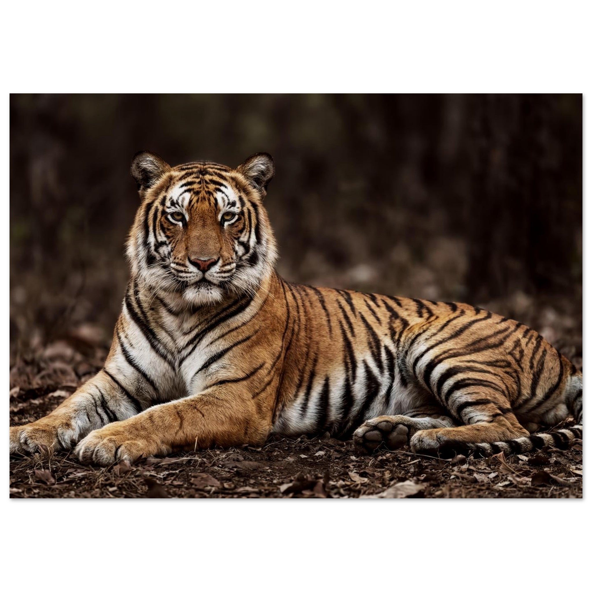 The Tiger — Unframed Fine Art Print — alternate view 3 of 7