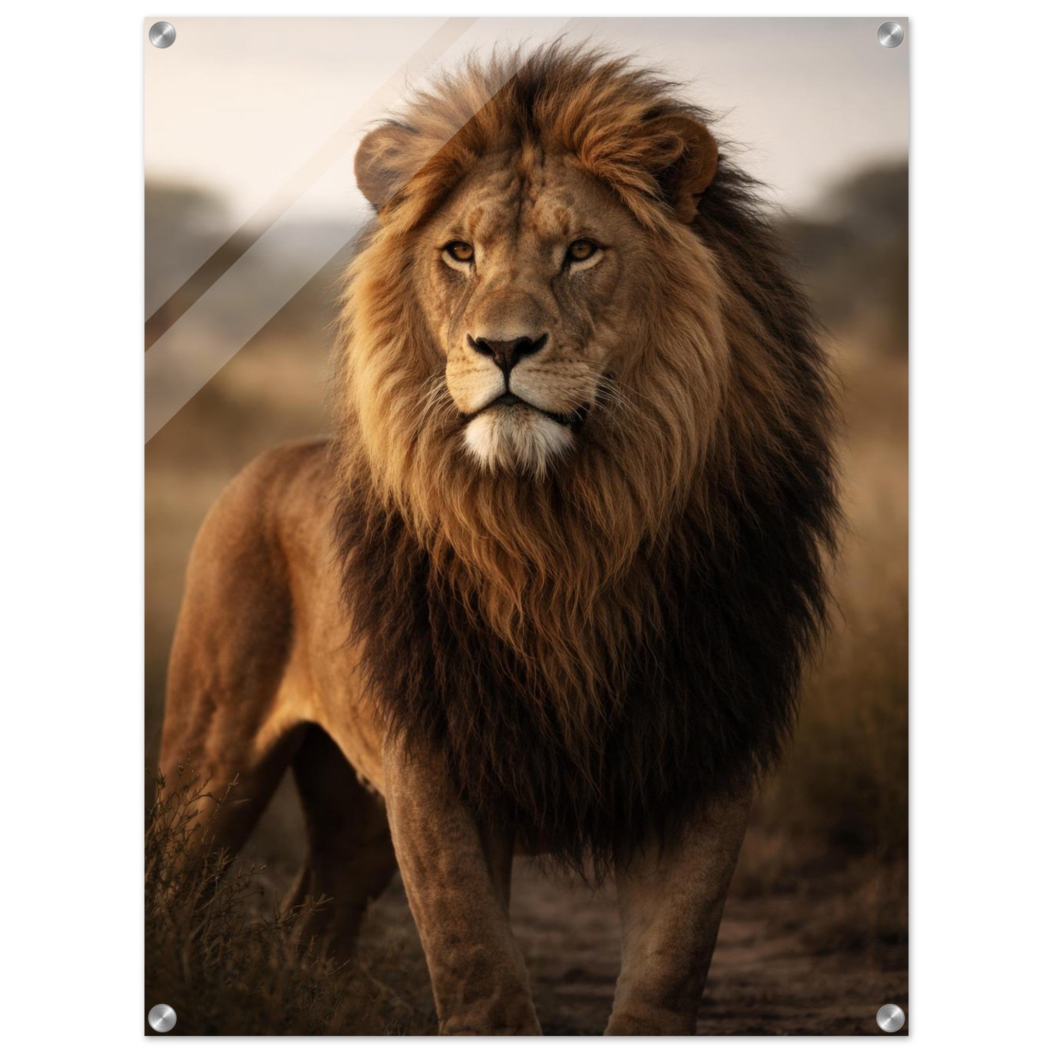 The Lion — Acrylic Gallery Print — alternate view 1 of 7